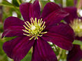 Clematis Giela IMG_4304 Powojnik